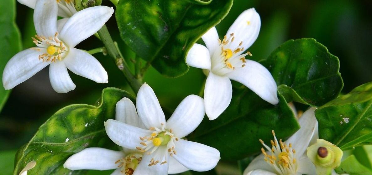 Neroli padeda pašalinti vorines venas